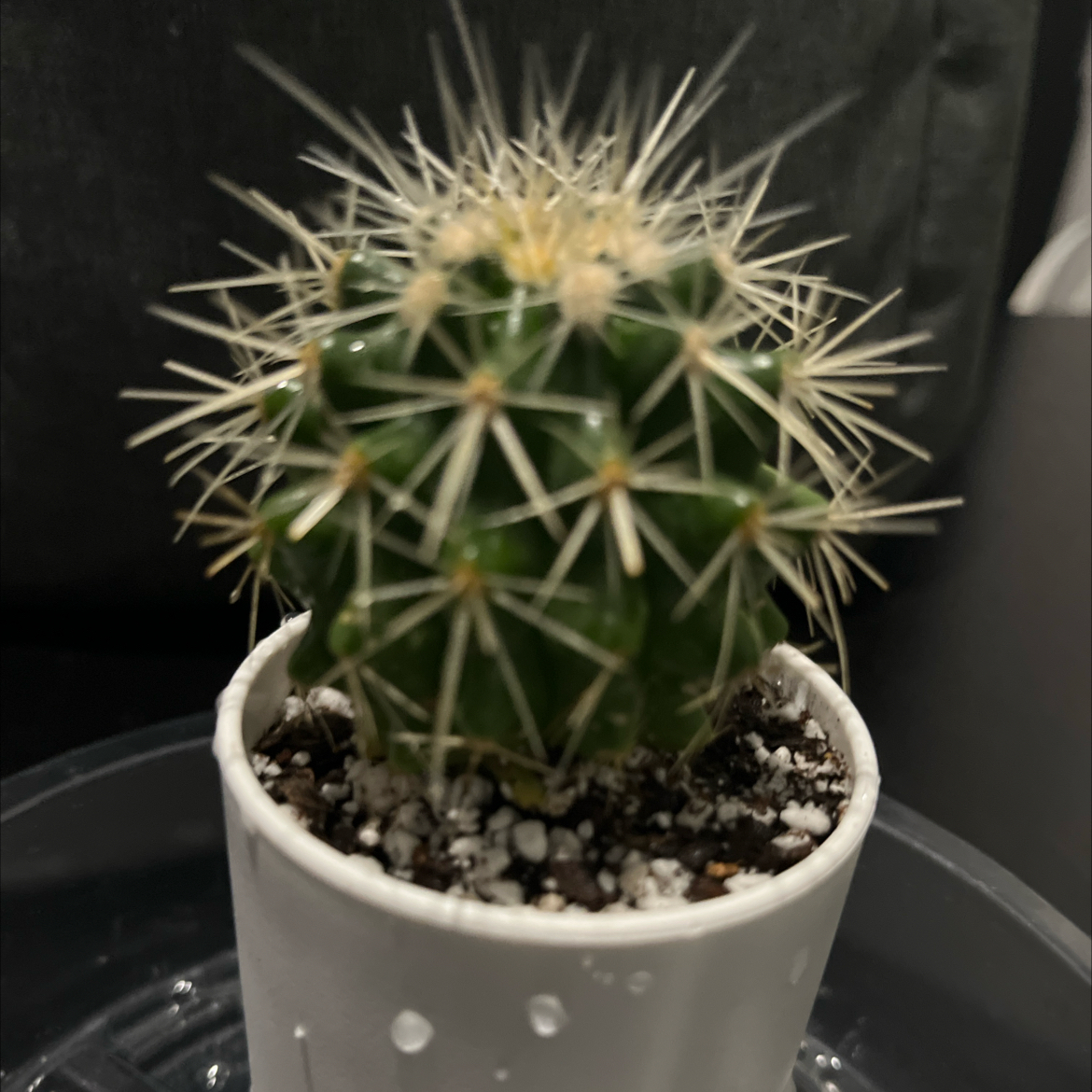 Photo of the plant species White Barrel Cactus by @SlinkyFivespot8 named Kardashian on Greg, the plant care app