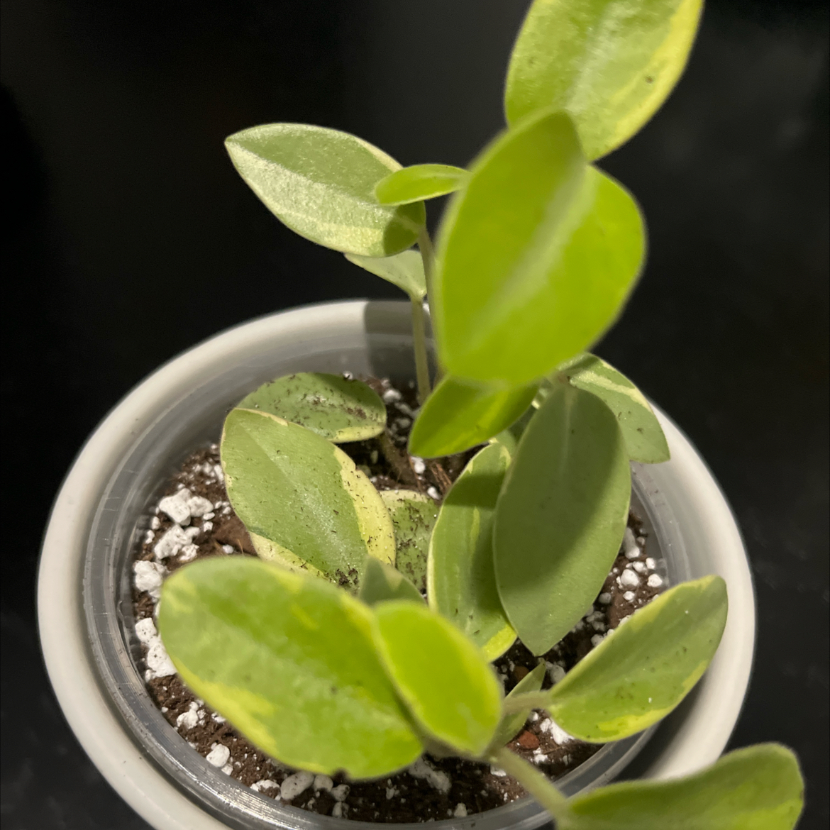 Photo of the plant species Variegated Teardrop Peperomia by @SlinkyFivespot8 named Michelle ObamaBranch on Greg, the plant care app