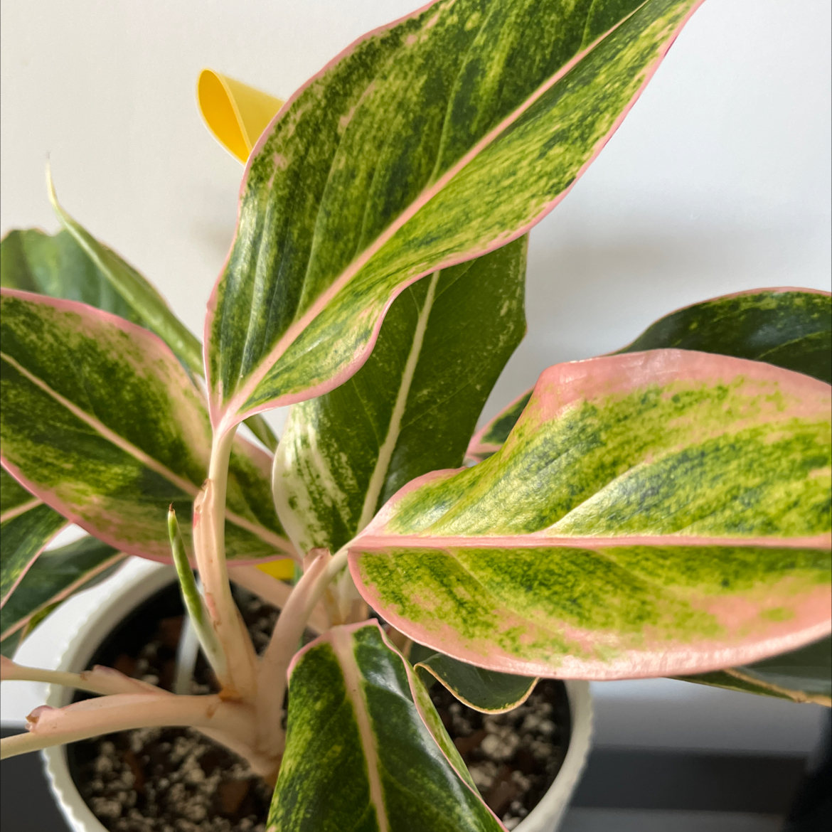 Photo of the plant species Chinese Evergreen 'Pink Siam' by @SlinkyFivespot8 named Athena on Greg, the plant care app