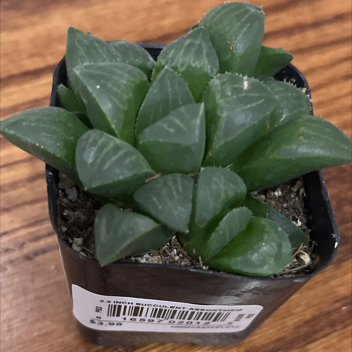 Photo of the plant species Haworthia bayeri by @SlinkyFivespot8 named Orwell on Greg, the plant care app