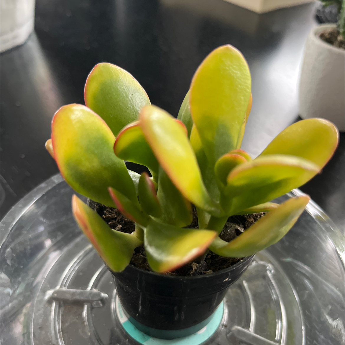 Photo of the plant species Hummels Sunset by @SlinkyFivespot8 named Hummel on Greg, the plant care app