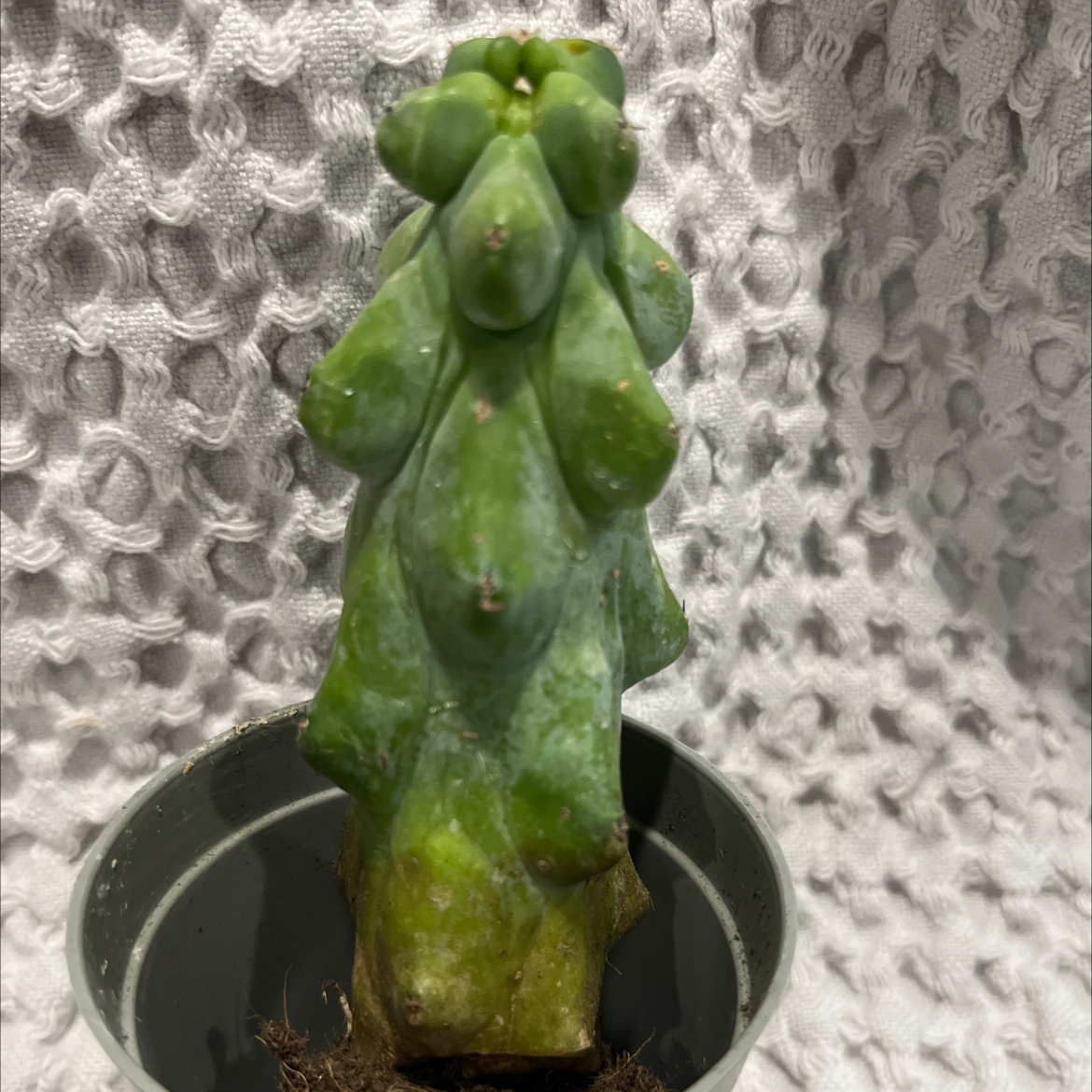 Photo of the plant species Boobie Cactus by @SlinkyFivespot8 named Nipsey on Greg, the plant care app