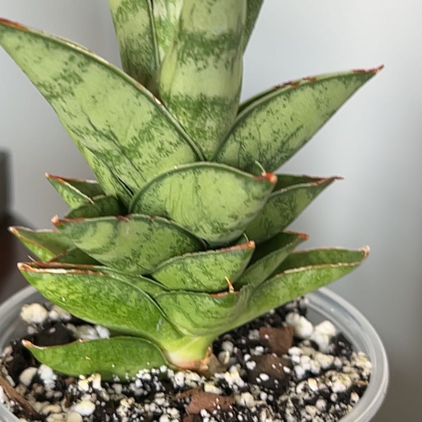 Photo of the plant species Tower Thai by @SlinkyFivespot8 named Apollo on Greg, the plant care app