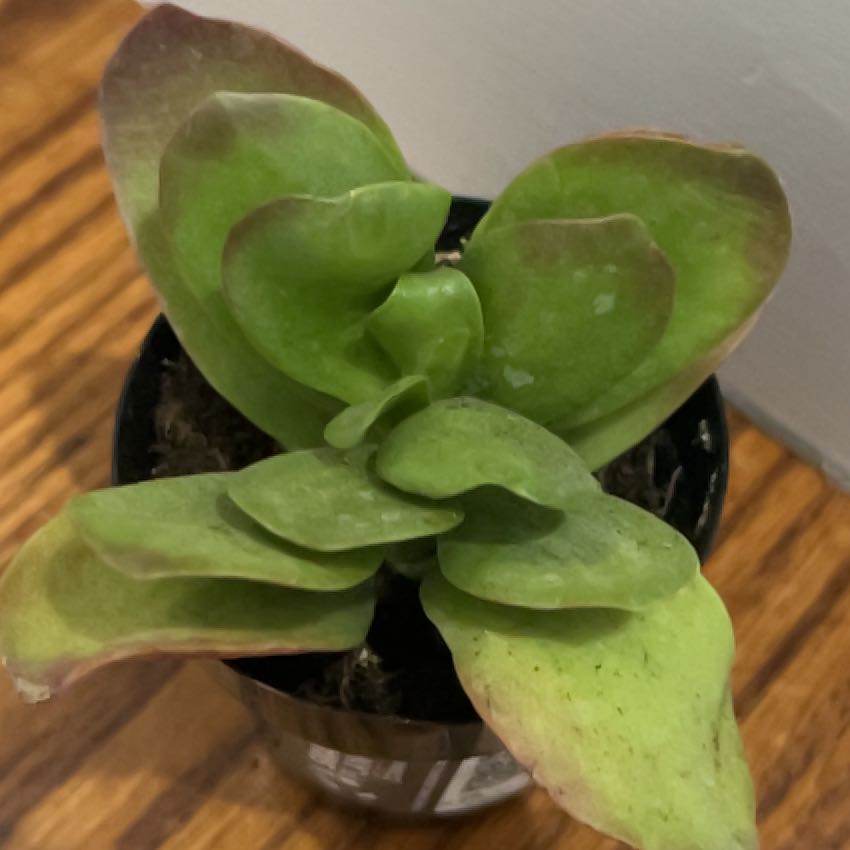 Photo of the plant species Kalanchoe 'Little Dragon' by @SlinkyFivespot8 named Puff the Little Dragon on Greg, the plant care app