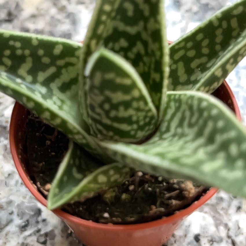 Photo of the plant species Knoppies Gasteria by @SlinkyFivespot8 named Fernie Mac on Greg, the plant care app