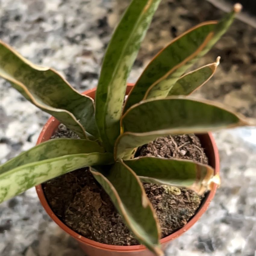 Photo of the plant species Dwarf Snake Plant by @SlinkyFivespot8 named Ballyiana on Greg, the plant care app