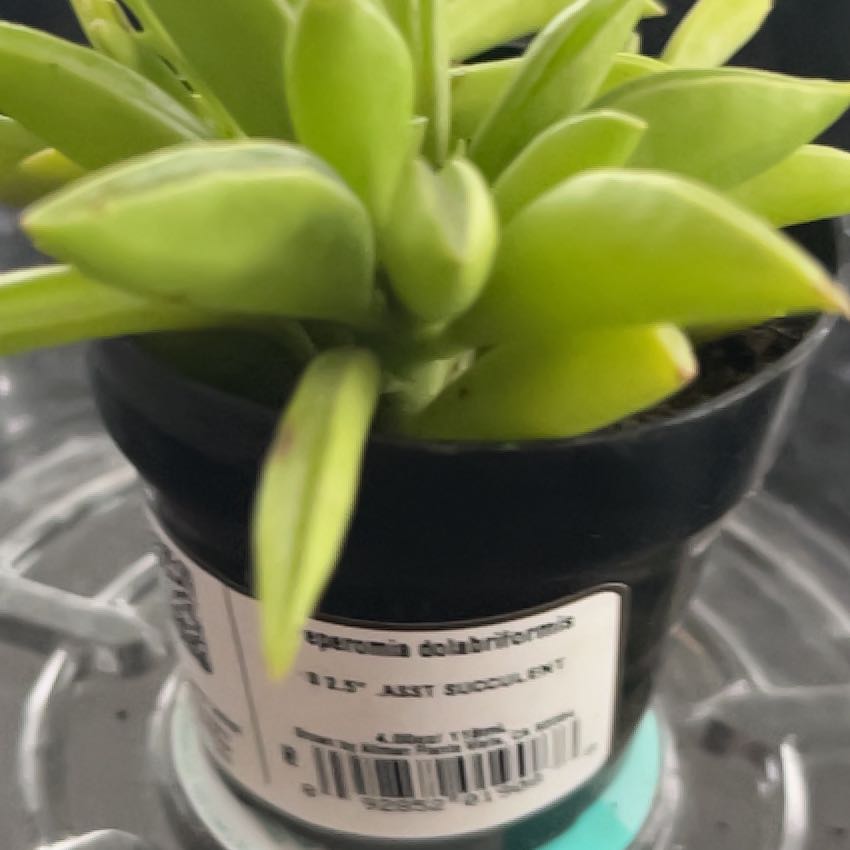 Photo of the plant species Prayer Pepper by @SlinkyFivespot8 named Pepperini on Greg, the plant care app