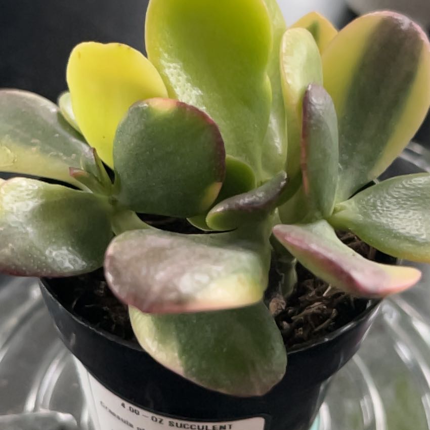 Photo of the plant species Crassula obliqua 'Lemon 'n Lime' by @SlinkyFivespot8 named Limoncello on Greg, the plant care app