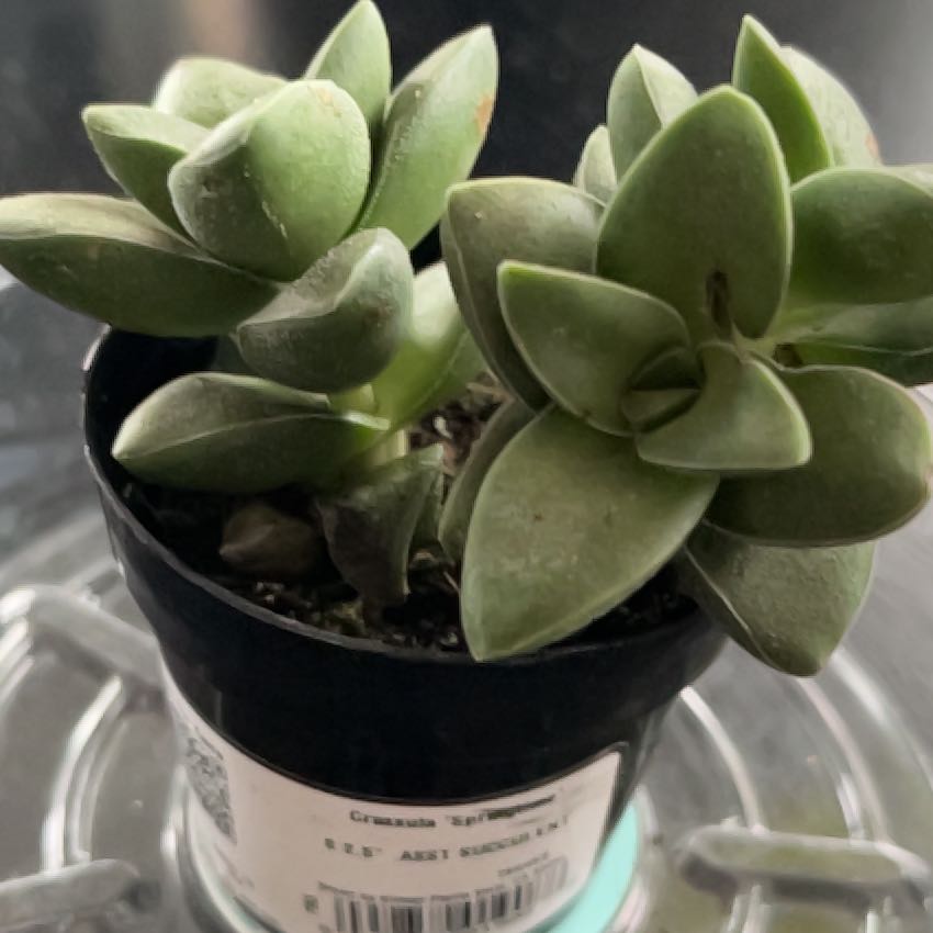 Photo of the plant species Crassula 'Springtime' by @SlinkyFivespot8 named Bruce Springtime on Greg, the plant care app