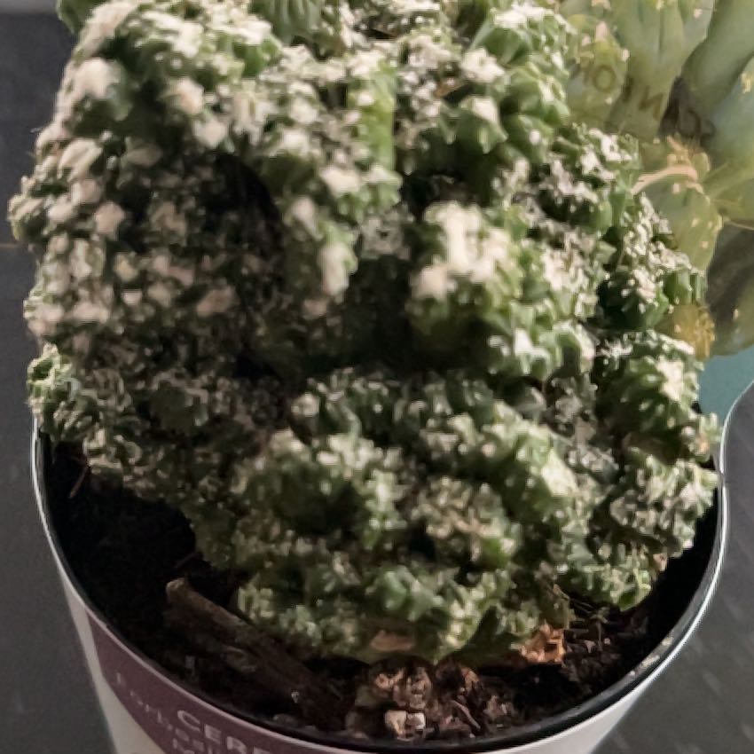 Photo of the plant species Cereus peruvianus f. monstrose 'Petra' by @SlinkyFivespot8 named Petra on Greg, the plant care app