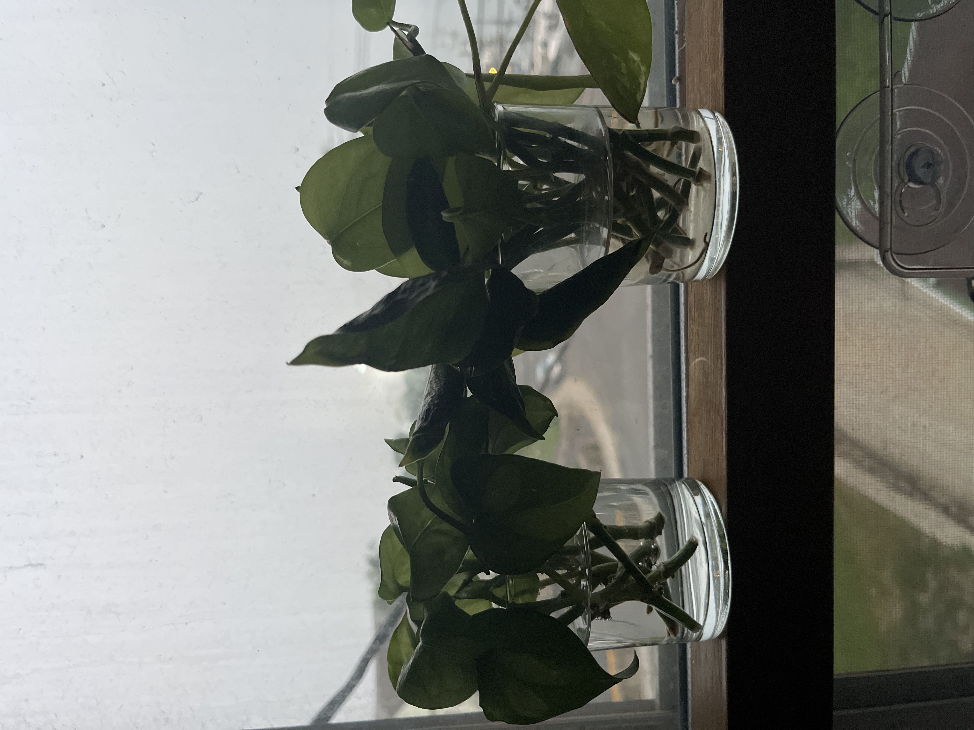Photo from the post