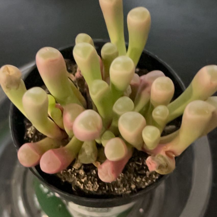 Photo of the plant species Baby Toes by @SlinkyFivespot8 named Ulysses S Plant on Greg, the plant care app