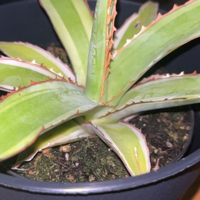 Photo of the plant species Thorn-Crested Century Plant by @SlinkyFivespot8 named Agave on Greg, the plant care app