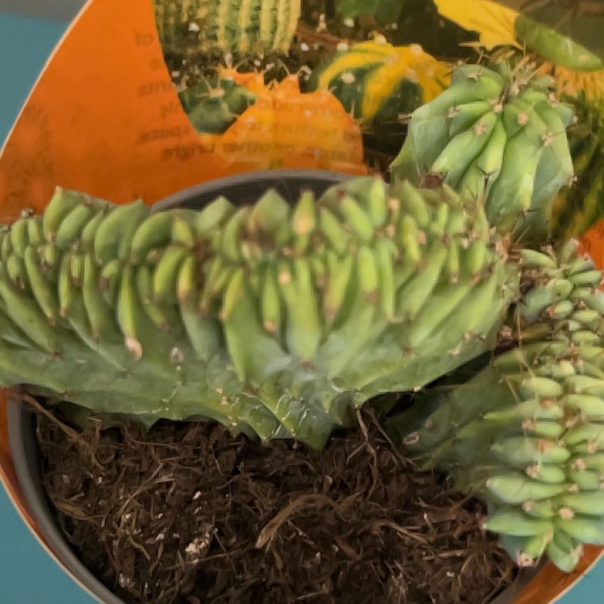 Photo of the plant species Crested Blue Flame by @SlinkyFivespot8 named Crestopher on Greg, the plant care app