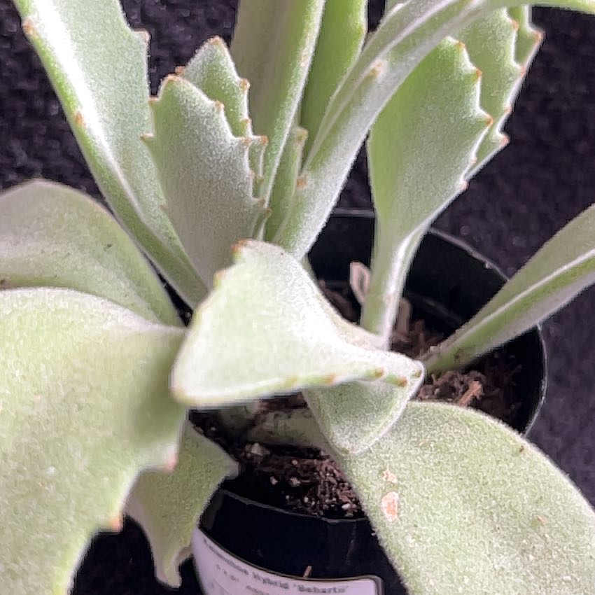 Photo of the plant species Kalanchoe 'Behartii' by @SlinkyFivespot8 named Michelle Branch on Greg, the plant care app