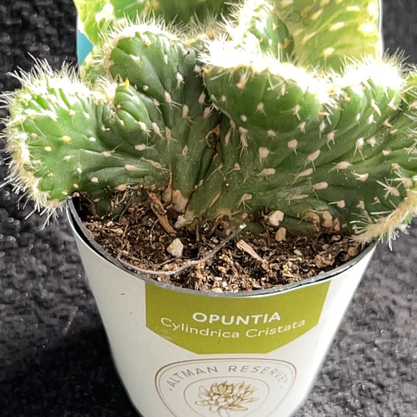 Photo of the plant species Opuntia cylindrica f. cristata by @SlinkyFivespot8 named Clooney on Greg, the plant care app