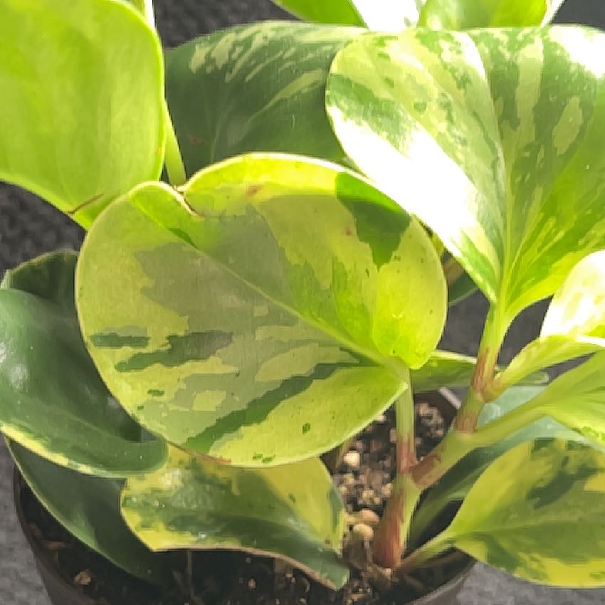 Photo of the plant species Golden Gate Peperomia by @SlinkyFivespot8 named Sherlock on Greg, the plant care app