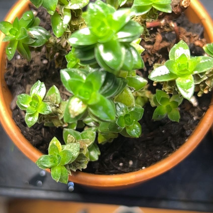 Photo of the plant species Crassula 'Spiralis Estagnol' by @IdealSapote87 named Baesil on Greg, the plant care app