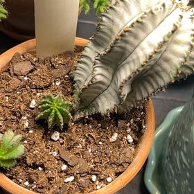 Photo of the plant species Snowflake Euphorbia by @IdealSapote87 named Doja Cat on Greg, the plant care app