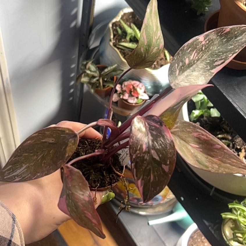 Plant care for White Knight on Greg, the plant care app