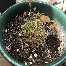 Photo of the plant species Edging Lobelia by @GoodChayote67 named Katniss on Greg, the plant care app