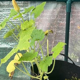 Photo of the plant species Blackjack Zucchini by @EarlyMossfern named Sproutacus on Greg, the plant care app
