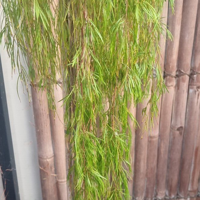 Photo of the plant species bower wattle by @ZarfPegaropa15 named Nemo on Greg, the plant care app