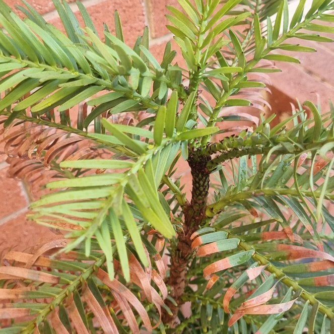 Photo of the plant species Wollemi Pine by @ZarfPegaropa15 named Gobi on Greg, the plant care app