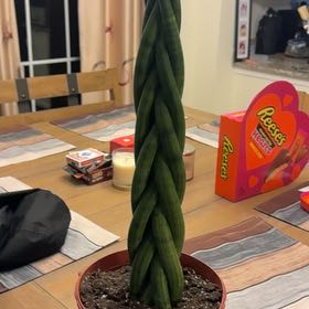Photo of the plant species Braided Snake Plant, Mother-in-laws Tongue by @EloquentPurei named Beckham on Greg, the plant care app
