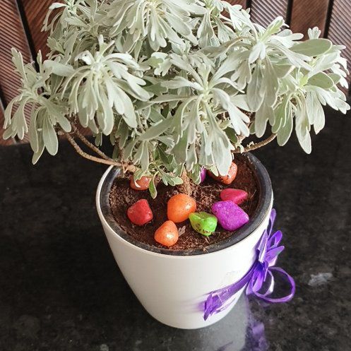 Photo of the plant species Crossostephium chinense by @RichBloodleaf named Grace on Greg, the plant care app