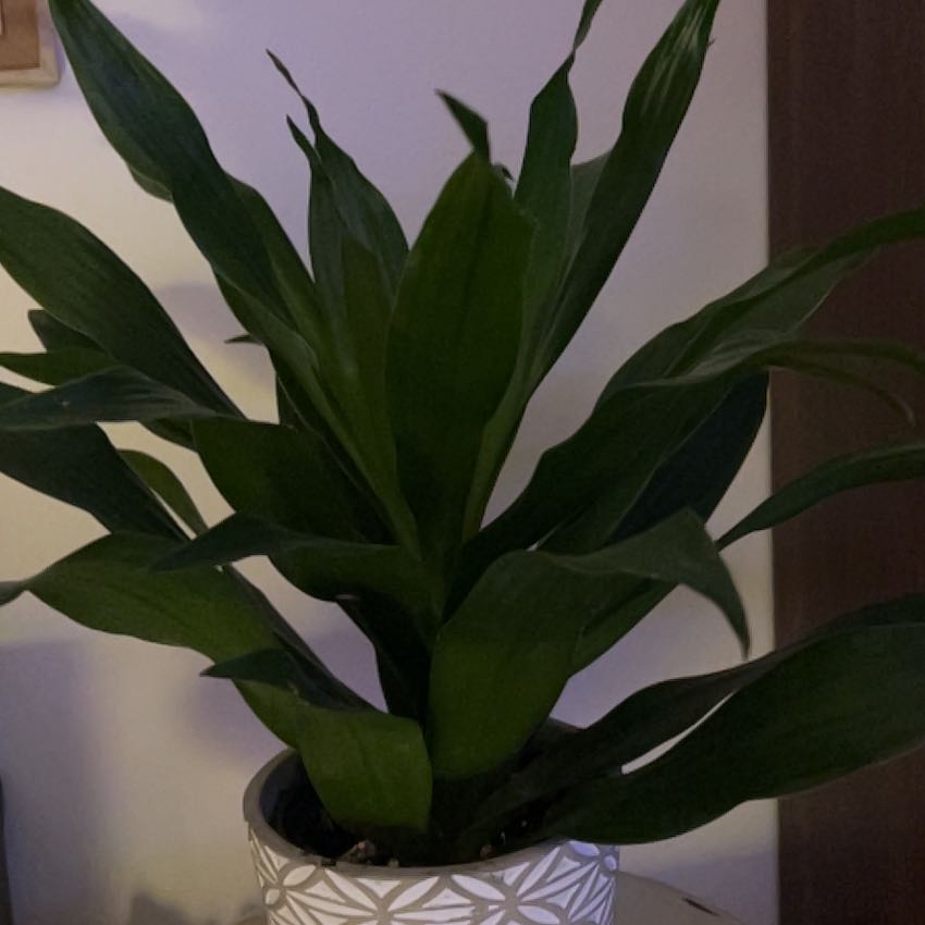 Photo of the plant species Draceana Dragon Tree by @CordialDateplum named Guy on Greg, the plant care app