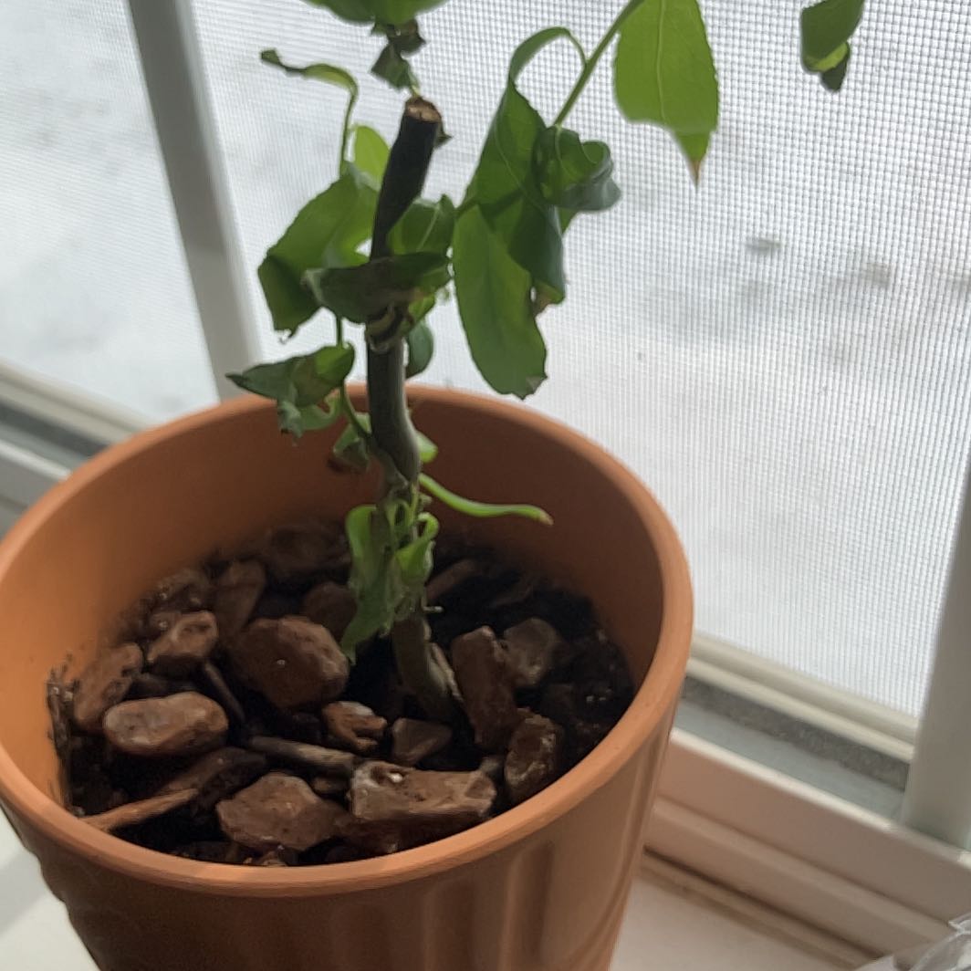 Photo of the plant species Bonsia Weaping Willow by @OpenlyIrishmoss named Eva on Greg, the plant care app