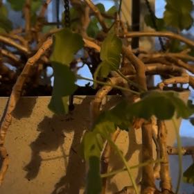 Photo of the plant species Malva Assurgentiflora by @PoliteBiancini named Clooney on Greg, the plant care app