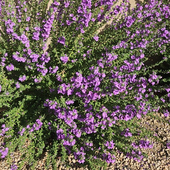 Photo of the plant species Scotch Heath by @SedulousDodder named Beyonce on Greg, the plant care app