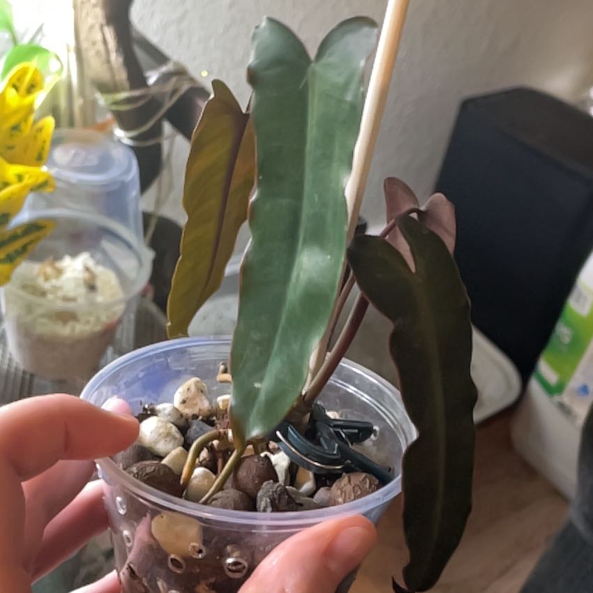 Photo of the plant species Billietiae by @PhenomenalRye named Kesha on Greg, the plant care app