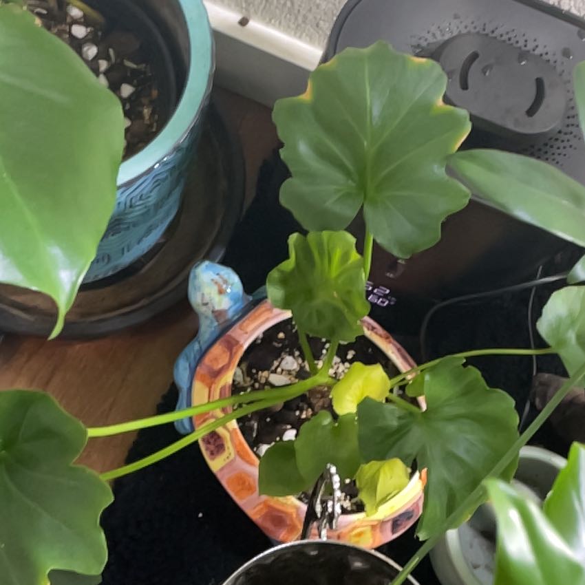 Photo of the plant species Philodendron 'Selloum Hope' by @PhenomenalRye named Forrest on Greg, the plant care app