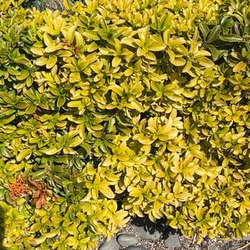 Photo of the plant species Dwarf Red Ixora by @RadFivespot64 named Gomez on Greg, the plant care app