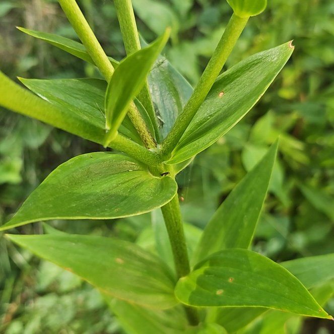 Photo of the plant species Lilium Pardalinum by @WarmRockcress82 named Homer on Greg, the plant care app