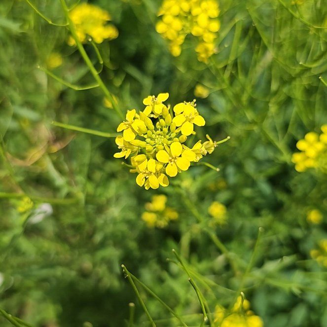 Photo of the plant species Field Mustard by @WarmRockcress82 named Kylie on Greg, the plant care app