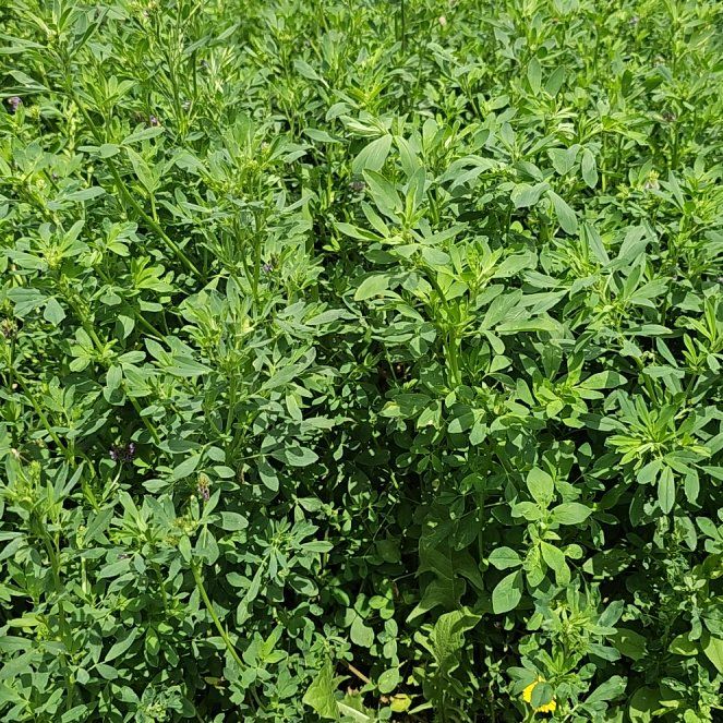 Photo of the plant species Alfalfa by @WarmRockcress82 named Gomez on Greg, the plant care app