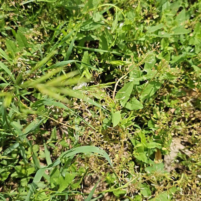 Photo of the plant species Poa Annua by @WarmRockcress82 named Plato on Greg, the plant care app