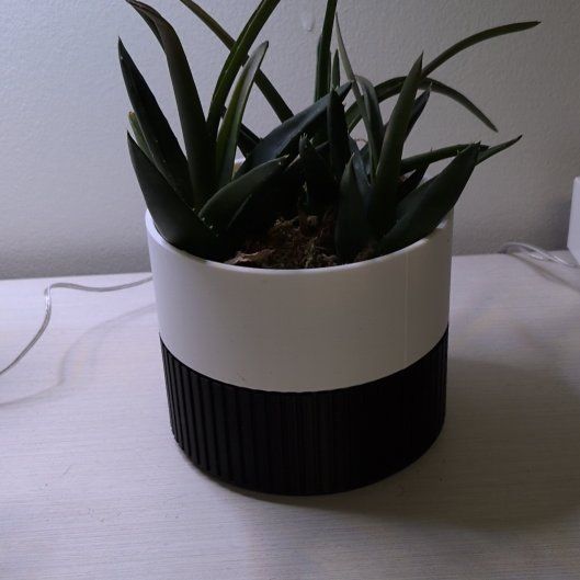 Photo of the plant species Haworthia pentagona by @GoodNapaea89 named Curie on Greg, the plant care app