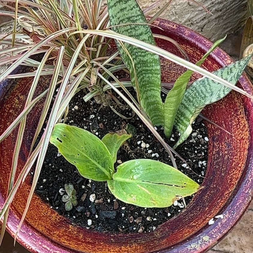 Photo of the plant species Banded Airplant by @LuxuryTobacco49 named Morgan Treeman on Greg, the plant care app