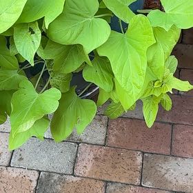 Photo of the plant species Vera Cruz Pepper by @LuxuryTobacco49 named Nemo on Greg, the plant care app
