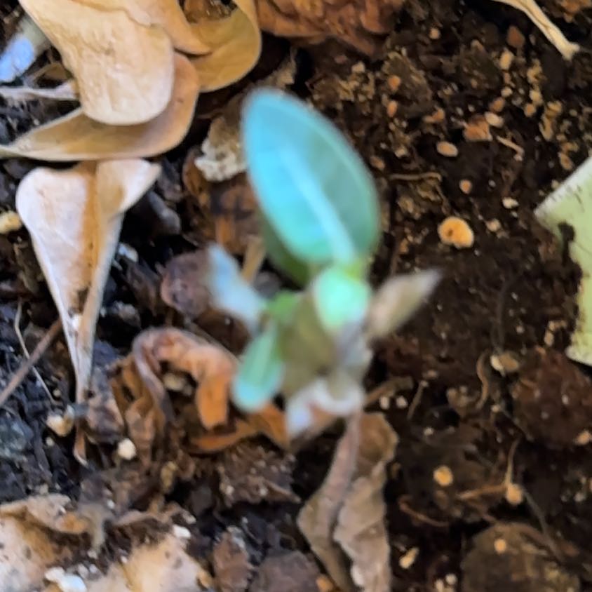 Photo of the plant species Indian Pipe by @LuxuryTobacco49 named Darwin on Greg, the plant care app