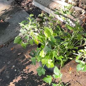 Photo of the plant species Bellyache Bush by @BraveAtlascedar named Kesha on Greg, the plant care app