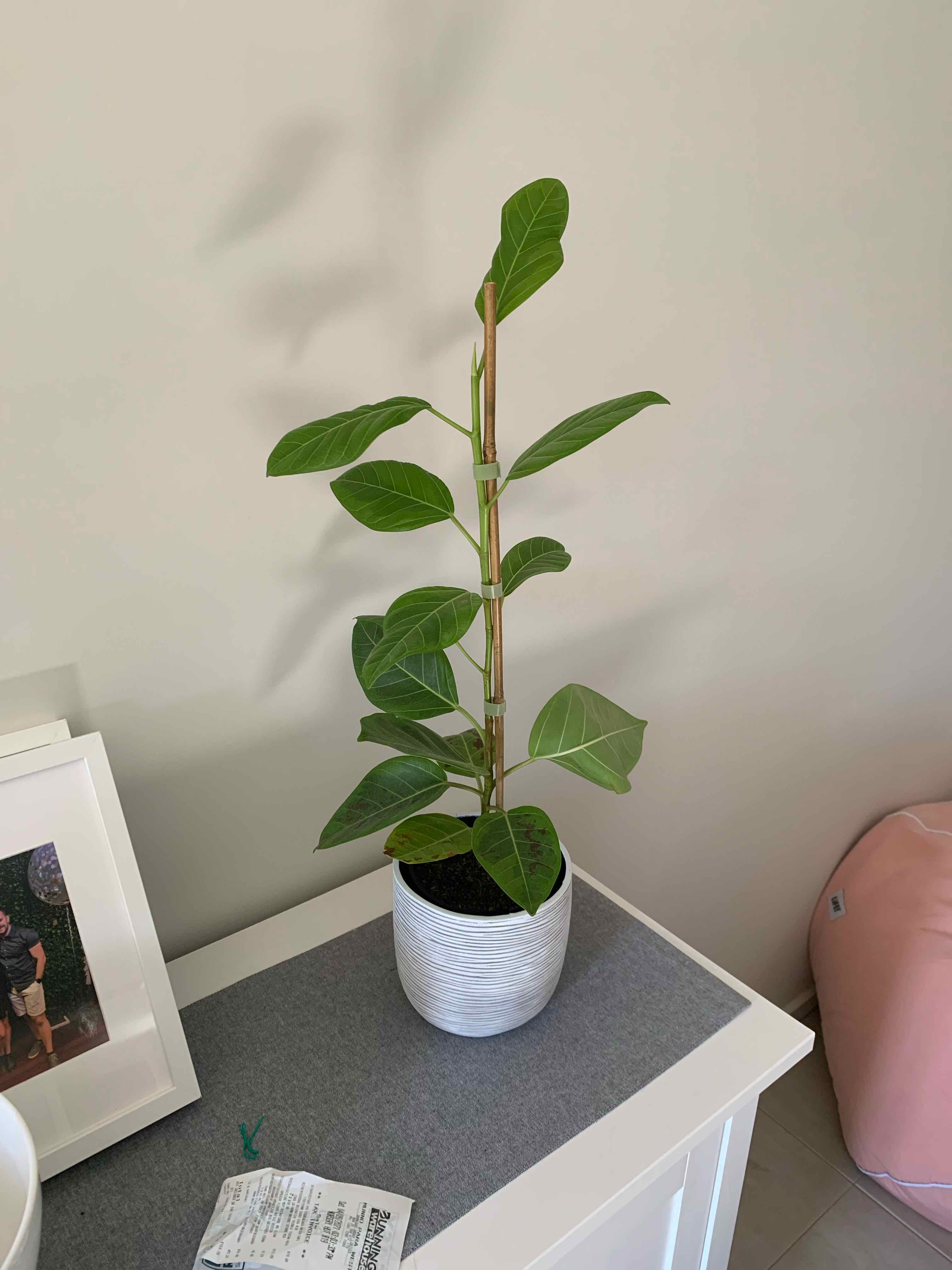 Potted Florida Strangler Fig plant with broad green leaves, well-framed and healthy.