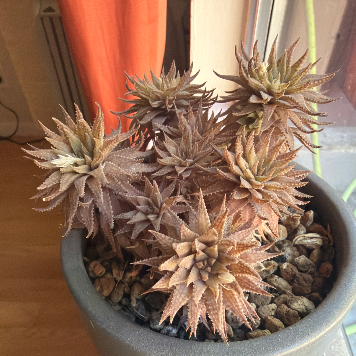 Photo of the plant species Haworthia reticulata var. reticulata by @1raulc named Kesha on Greg, the plant care app
