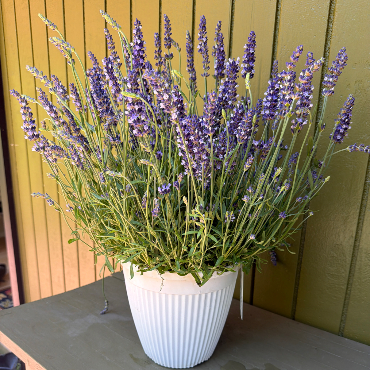 Photo of the plant species English Lavender 'Blue Spear' by @1raulc named Madonna on Greg, the plant care app