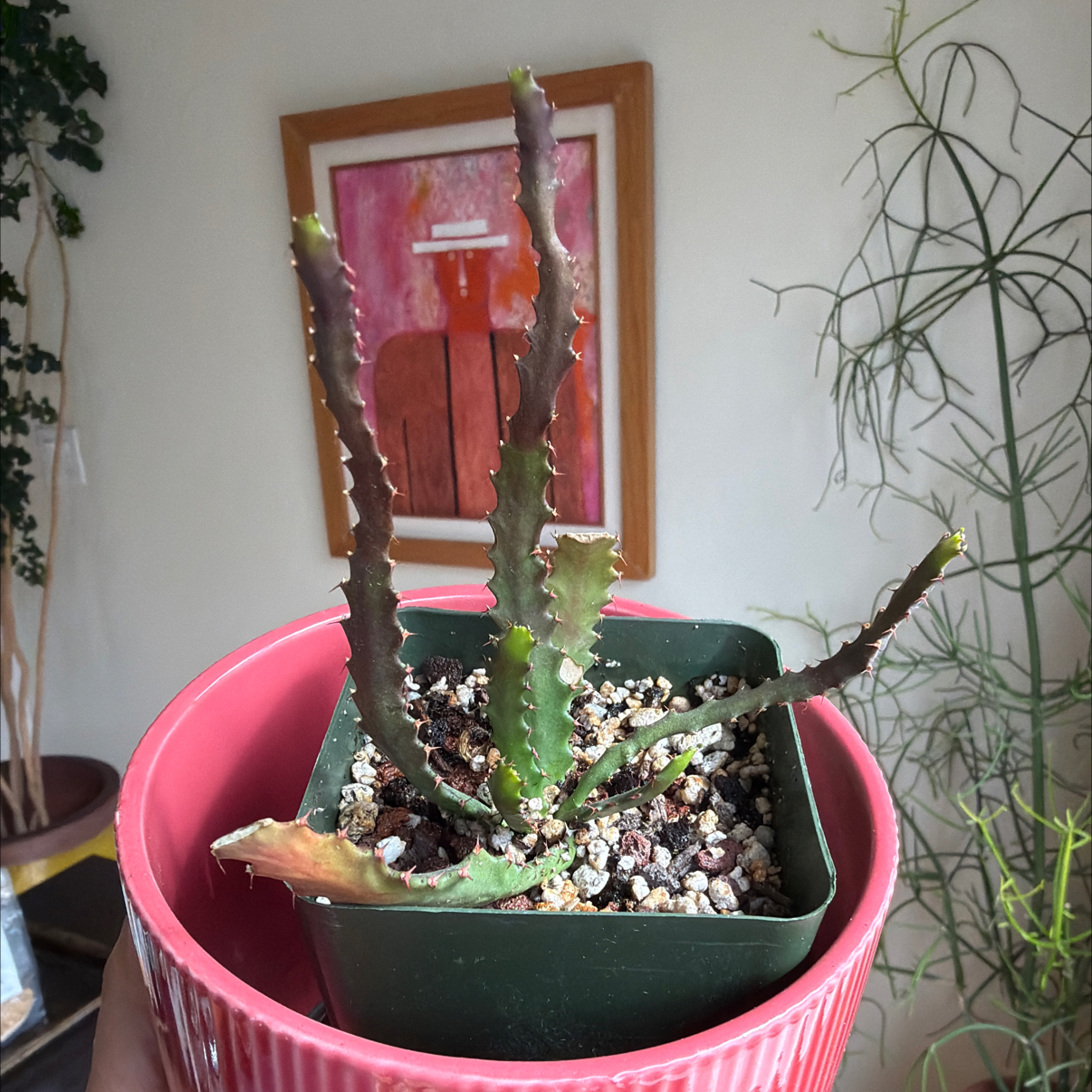 Photo of the plant species Variegated Euphorbia mayurnathanii by @1raulc named Treeyoncé on Greg, the plant care app